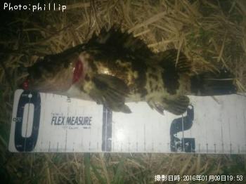 タケノコメバル