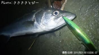 サーフシーバス