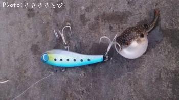 サーフシーバス