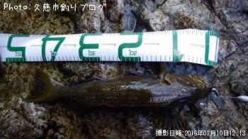 アイナメ