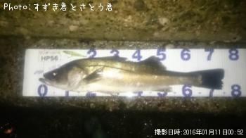 シーバス