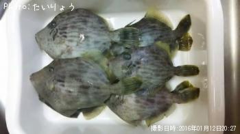 カワハギ