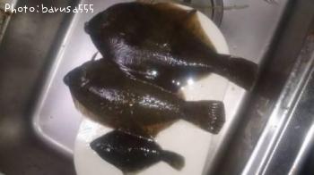 マコカレイ