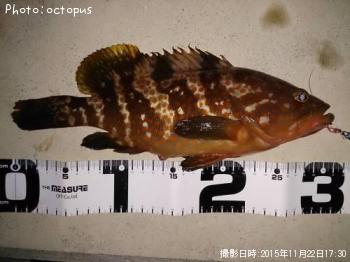 アコウ