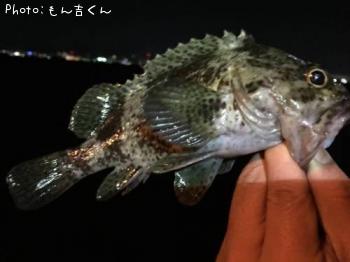 ガシラ