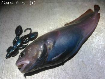 エゾイソアイナメ