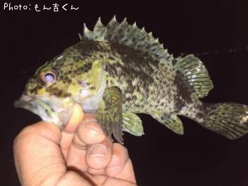 ガシラ