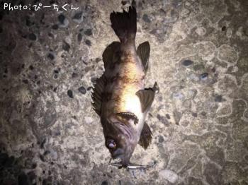 メバル