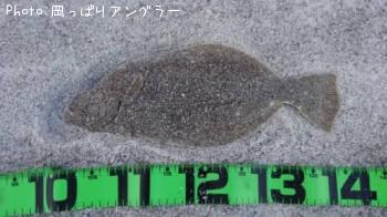 ヒラメ