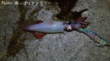 ヒラメ