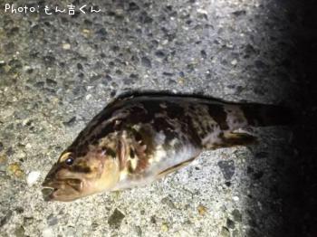 タケノコメバル