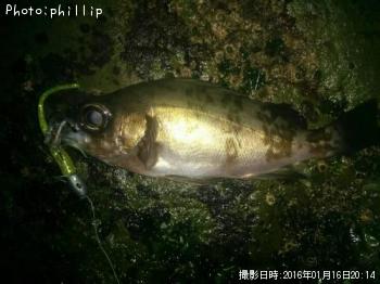 メバル
