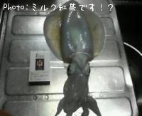 アオリイカ