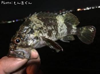 ガシラ