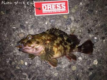 カサゴ