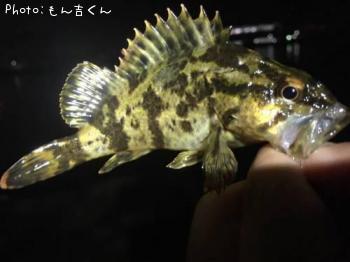 タケノコメバル