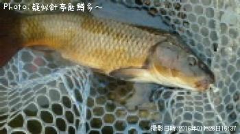 鯉