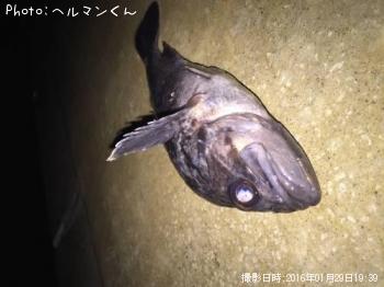 クロソイ