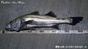 シーバス