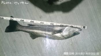 シーバス