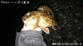 カサゴ