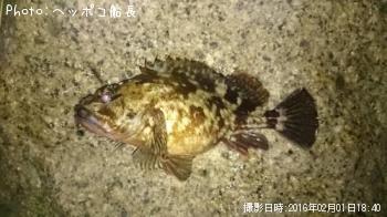 カサゴ