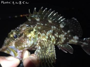 ガシラ