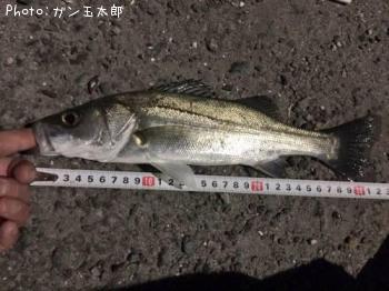 セイゴ