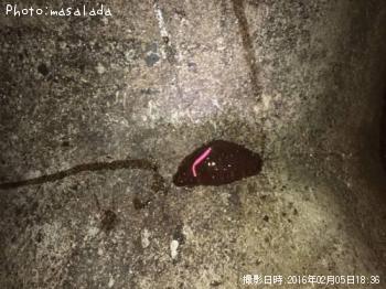 なまこ