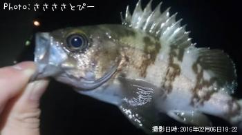 メバル