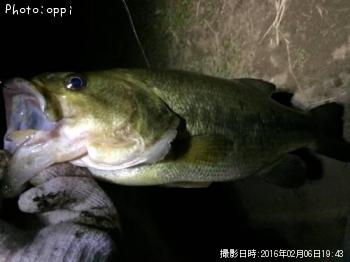 ブラックバス