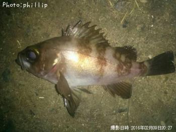 メバル
