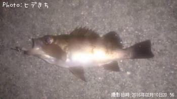 メバル