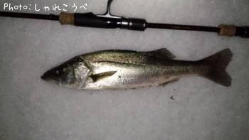 シーバス