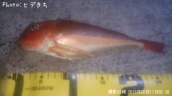 ホウボウ