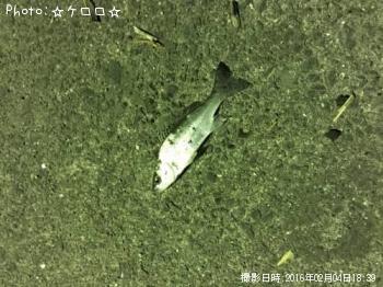 シーバス