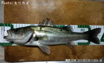 セイゴ