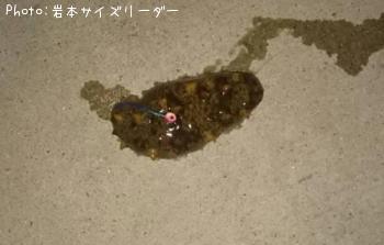 ナマコ