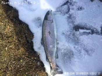ニジマス