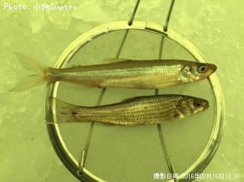 ワカサギ