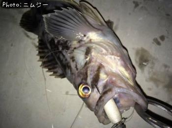 クロソイ