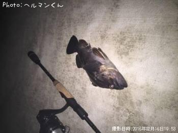 クロソイ
