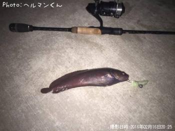 エゾイソアイナメ