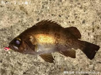 メバル