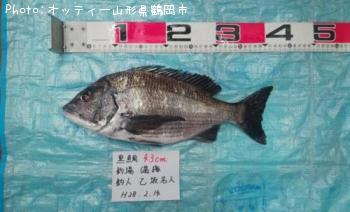 クロダイ