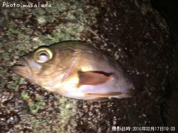 メバル
