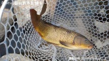 鯉