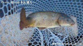 鯉