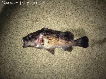 ソイ