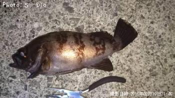 メバル